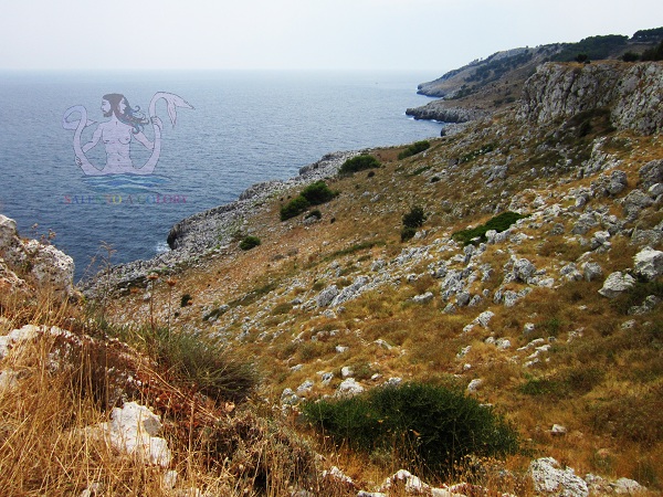 torre minervino