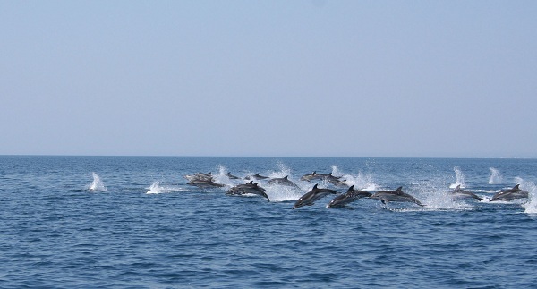 Delfini evoluiscono davanti Ginosa Marina aprile 2012 LD - Copyright Jonian Dolphin Conserva