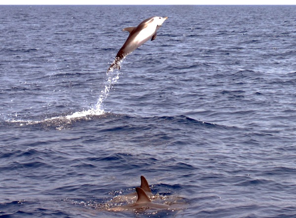 jonian dolphin conservation