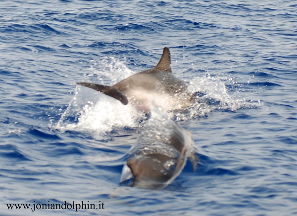 Delfini 14 LD