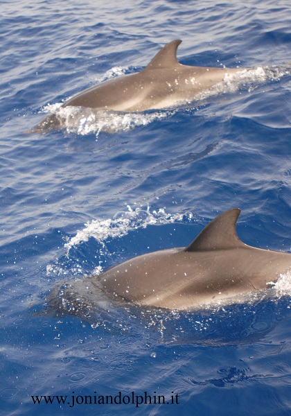 Delfini 3 LD