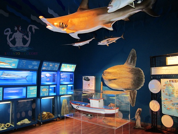 museo di biologia marina di porto cesareo 1