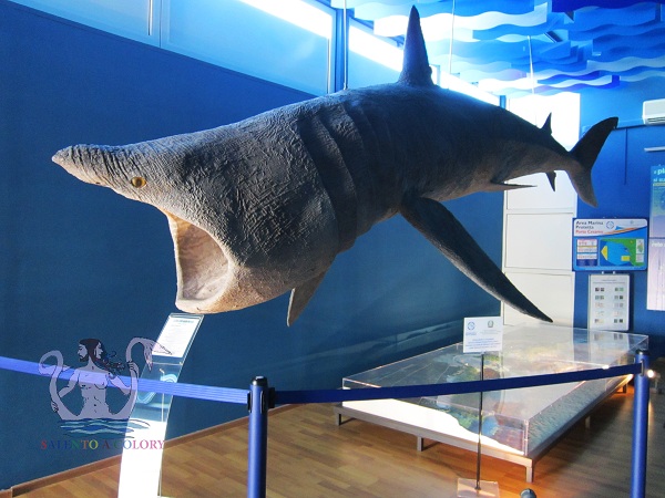 museo di biologia marina di porto cesareo 2
