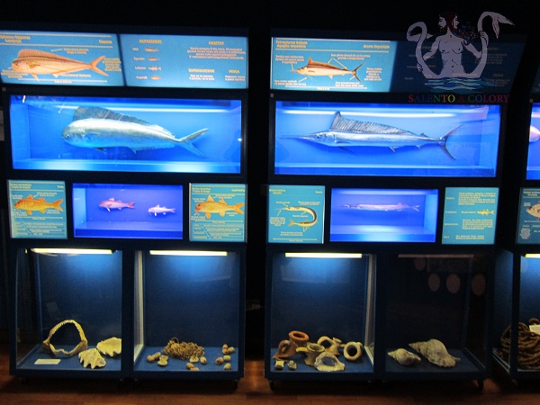 museo di biologia marina di porto cesareo 3