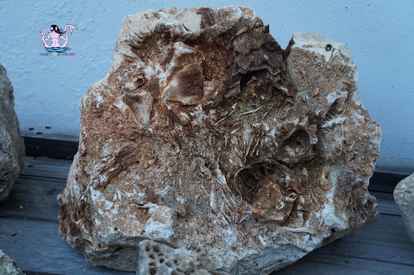 fossili 2