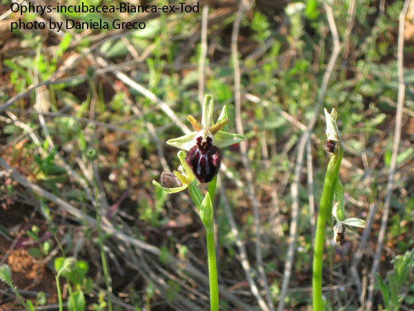 2 Ophrys-incubacea-Bianca-ex-Tod.