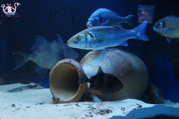 acquario del salento 30